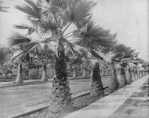 Una Avenida de Palmas en Los Ángeles, Cal., c1897 de Unbekannt