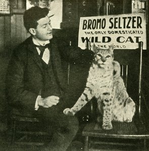 Un Gato Salvaje Mascota de Unbekannt