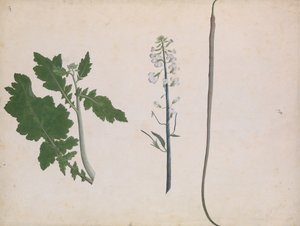 Una Planta de Rábano, Semilla y Flor de Unbekannt