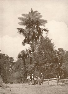 Una palma Talipot en flor, 1900 de Unbekannt