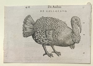 Un pavo de Unbekannt