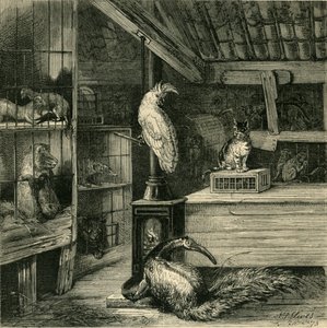 Una tienda de bestias salvajes, c. 1873 de Unbekannt