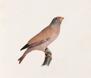Ilustración a color de un pájaro de Unbekannt