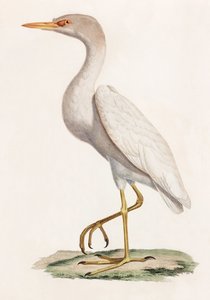 Ilustración a color de un pájaro