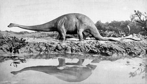 Un diplodocus, Siglo XX