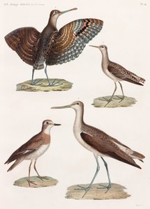 Serie de ilustraciones a color de pájaros en página completa de Unbekannt