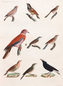 Serie de ilustraciones en color de pájaros