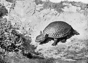 Un glyptodon, siglo XX de Unbekannt