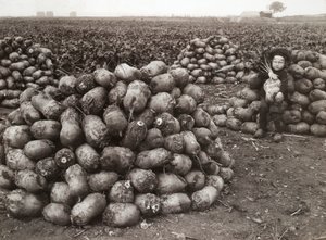 Una niña pequeña con montones de nabos cosechados, cerca de Landskrona, Suecia, 1910