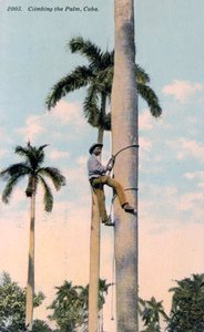 Un hombre trepando a una palmera, Cuba, 1911 de Unbekannt