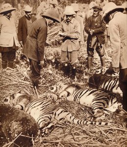 Una bolsa real de tigres, 1911 1935