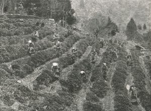 Una plantación de té fuera de la ciudad, Kobe, Japón, 1895 de Unbekannt