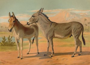 Asno salvaje abisinio macho y onagro indio hembra, c1879 de Unbekannt
