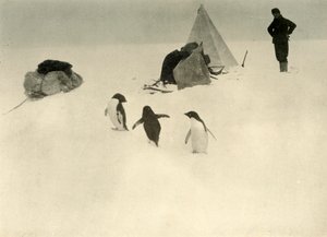 Pingüinos Adelia visitan un campamento, c1908 de Unbekannt