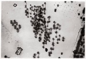 Vista aérea de sombras de palmeras en el desierto árabe, desde un Zeppelin, 1931 de Unbekannt