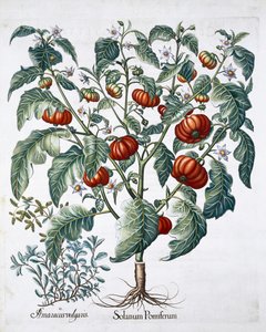 Plantas de tomate africano y mejorana