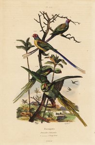Perico alejandrino, Psittacula eupatria, y perico de cola larga, Psittacula longicauda