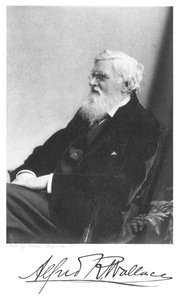 Alfred Russell Wallace, naturalista británico nacido en Gales, c. 1900 de Unbekannt