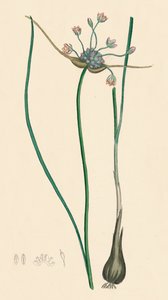 Allium oleraceum, var. genuinum. Ajo de Campo, var. a, siglo XIX