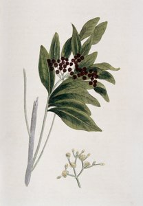 Pimienta de Jamaica, 1823 de Unbekannt