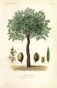 Almendro de Unbekannt