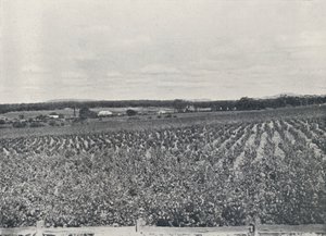 Un viñedo australiano, 1923 de Unbekannt