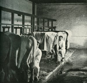Un cobertizo de ordeño moderno en la granja Walker-Gordon, 1902 de Unbekannt