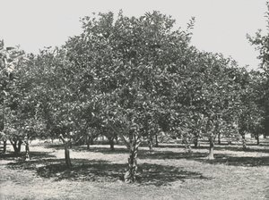 Un huerto de naranjos cerca de la ciudad, San Agustín, EE.UU.