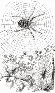 Una araña tejedora de orbes o araneida de Unbekannt