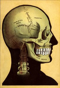 Carta anatómica, la cabeza