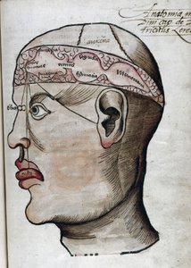 Anatomía siglo XVI: corte del cerebro, para el estudio de la localización de las diferentes funciones cerebrales y de los órganos de la cabeza que están relacionados