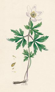 Anémona nemorosa. Anémona de bosque