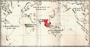 Anthropoidea - Hylobates Rojo, Simia Azul, Gorila Marrón, Anthropopithecus Verde, 1897 de Unbekannt