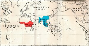 Anthropoidea - Mapa de distribución Genera Semnopithecus Azul, Nasalis Marrón, Colobus Rojo, 1897 de Unbekannt