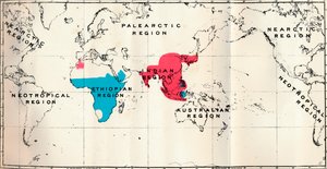 Antropoidea - VI. Mapa de distribución de varias especies Azul y Macaco Rojo, 1897