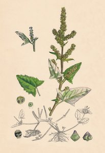 Atriplex deltoidea. Orache de hojas triangulares, siglo XIX de Unbekannt