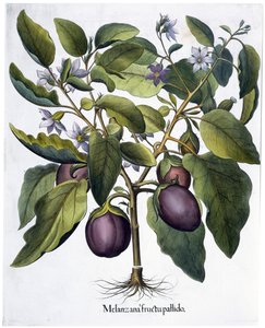 Berenjena, 1613