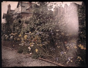 Autocromo de flores, c 1908
