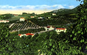 Plantaciones de aguacate, San Diego, California, EE.UU., c1900s de Unbekannt