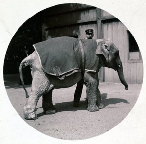 Elefante bebé en el zoológico de Unbekannt