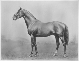 Botón de soltero. Winkfield - Milady, 1911 de Unbekannt