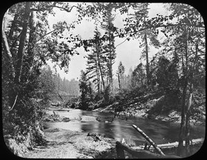 Bosques, Oeste de EE.UU., finales del siglo XIX o principios del siglo XX