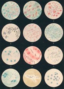 Bacterias, siglo XIX de Unbekannt