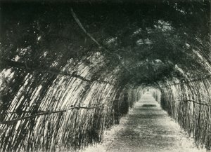 Avenida de bambú en Barrackpore, 1904, 1925