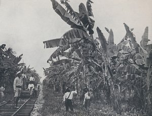 Plantación de bananos, 1924 de Unbekannt