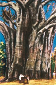 Árboles de baobab, montañas Usambara, c1928 de Unbekannt