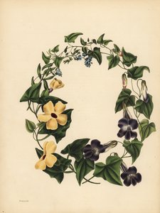 Maurandia de Barclay, Maurandya barclayana, la Thunbergia alada, Thunbergia alata, Memoria; Nomeolvides, Myosotis scorpioides
