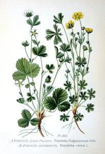 Fresa estéril y cinquefoil de primavera de Unbekannt