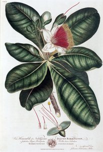 Barringtonia de Unbekannt