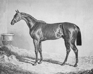 Bay Middleton, 1833-1857, 1911 de Unbekannt